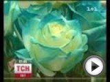 ТСН http://bit.ly/tsnukraine UA - У Китаї презентували диво-троянди. Пелюстки квітів змінюють колір з темно бузкового на рожевий від одного лише